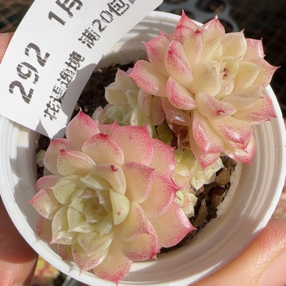 花语逸镜0113-292