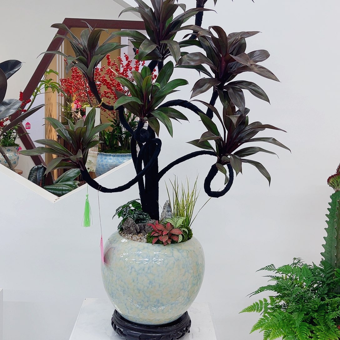 无花朵一物一拍朱蕉