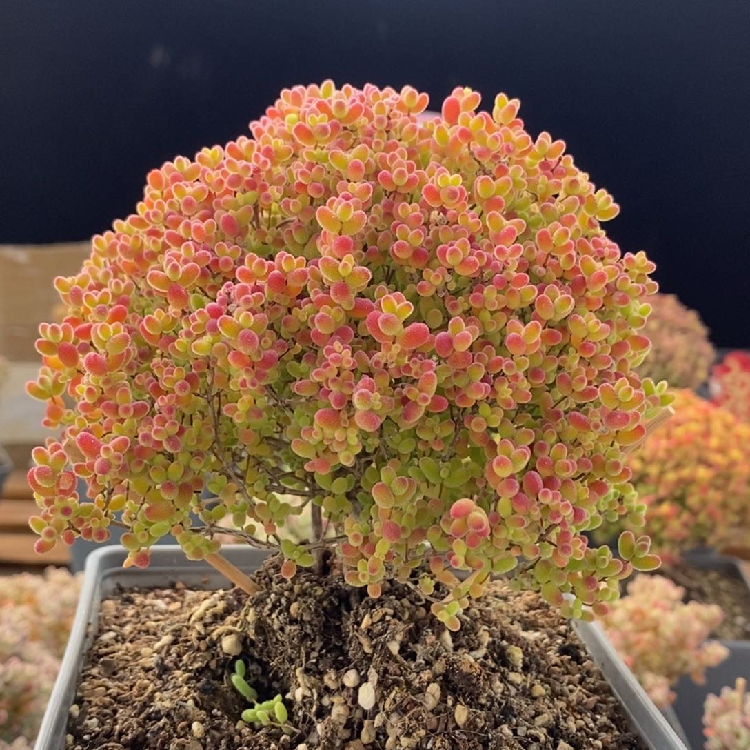 捡漏蜜橘糖球8807