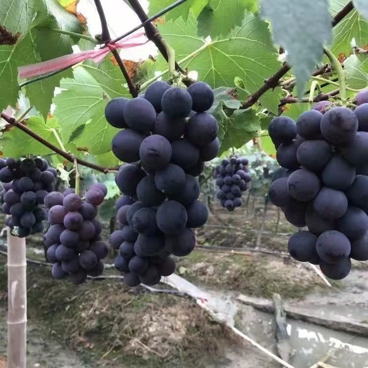 阳光果园：巨峰葡萄小苗果树苗爬藤植物南北方种植盆栽地栽耐寒
