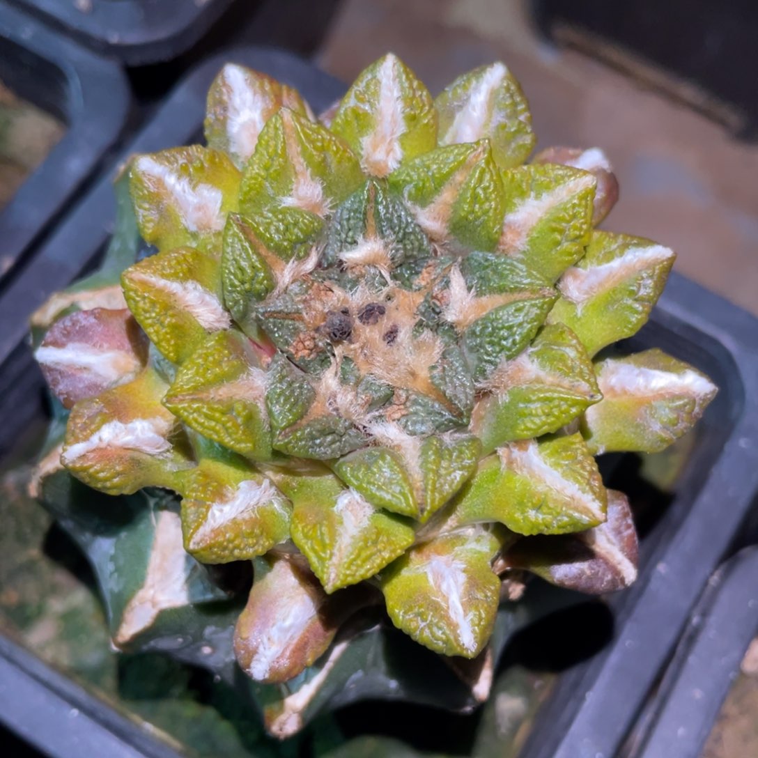 螺旋黑牡丹锦 仙人球