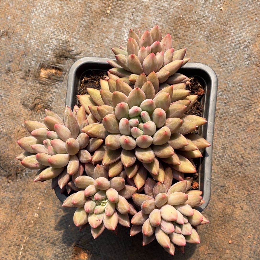 多头无砍虞姬美人多肉