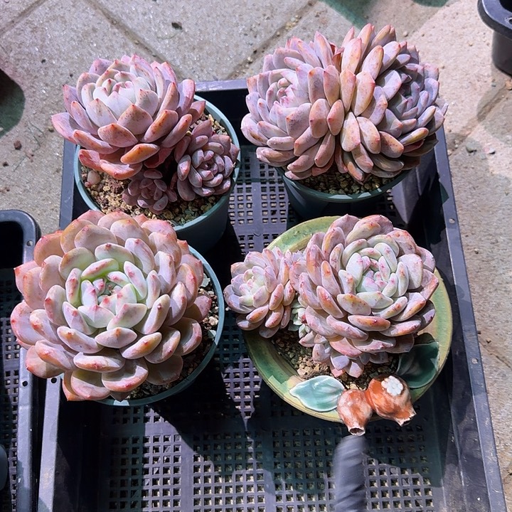 橙梦露一筐58包邮脱土