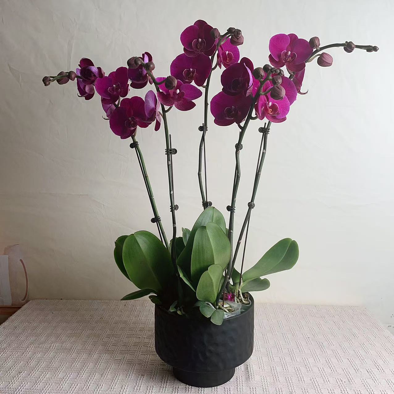 桦艺优选【大辣椒】蝴蝶兰轻奢绿植花卉艺术高级盆栽植株很好养