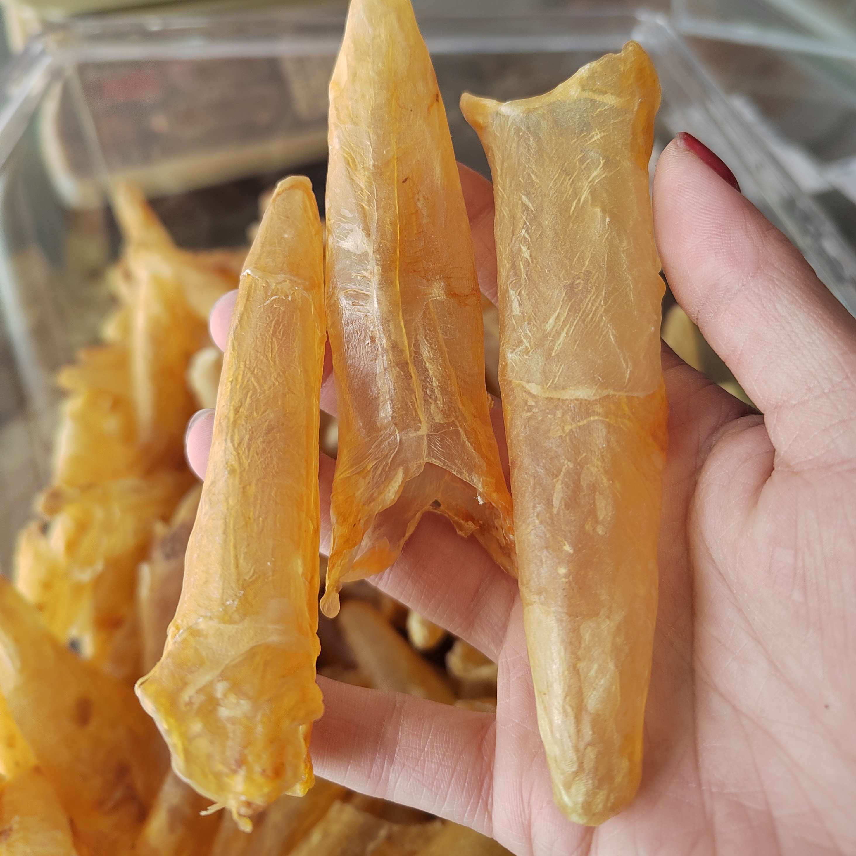 黄花胶筒煲汤炖牛奶