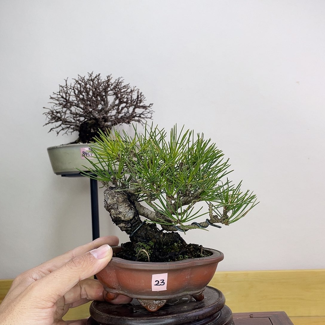 木本关野正黑松盆栽