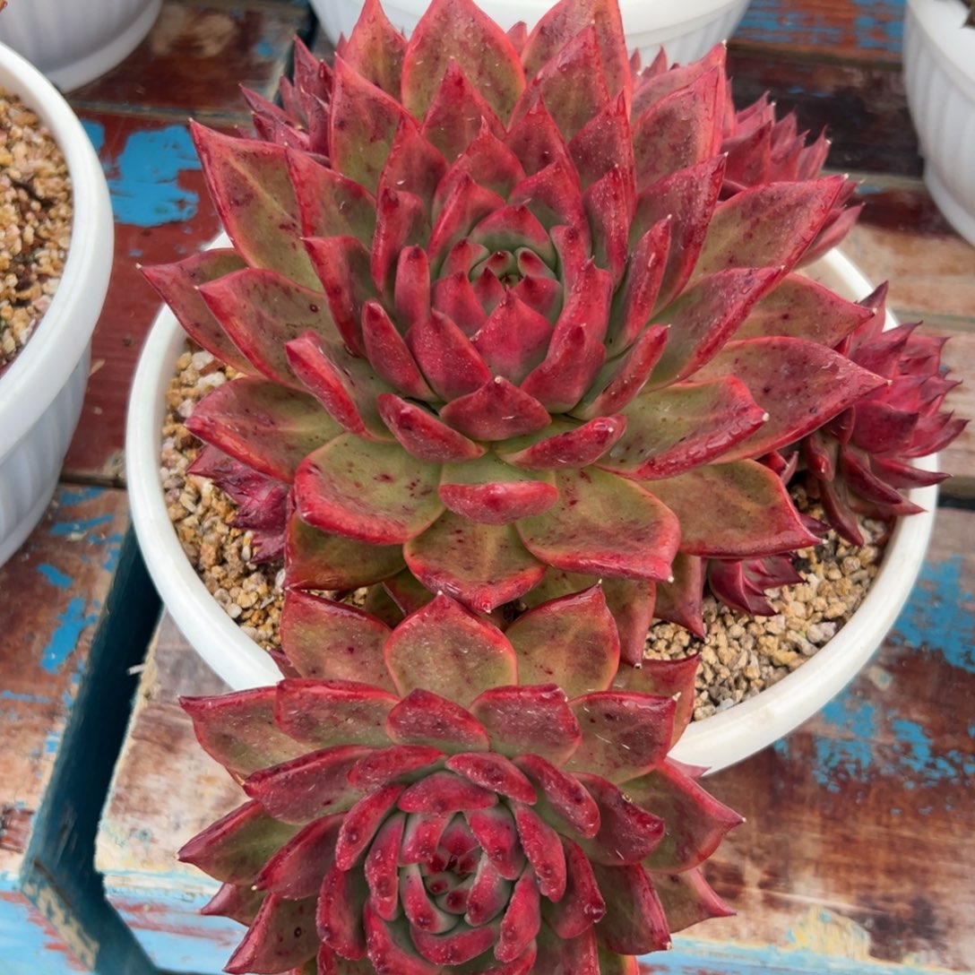 多肉植物一物一拍（141）