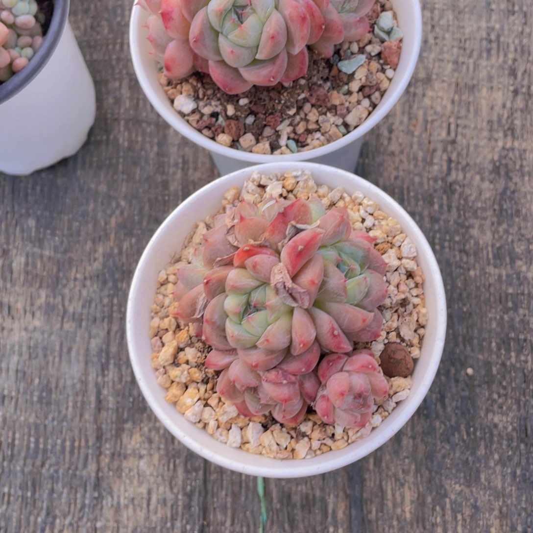 313号 优选佳人如梦令多头群一个加盆