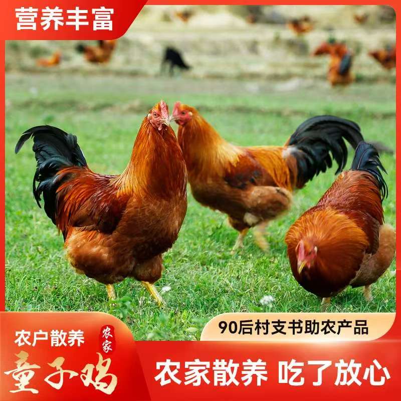 农户小规模散养童子鸡仔公鸡拍2只发3只