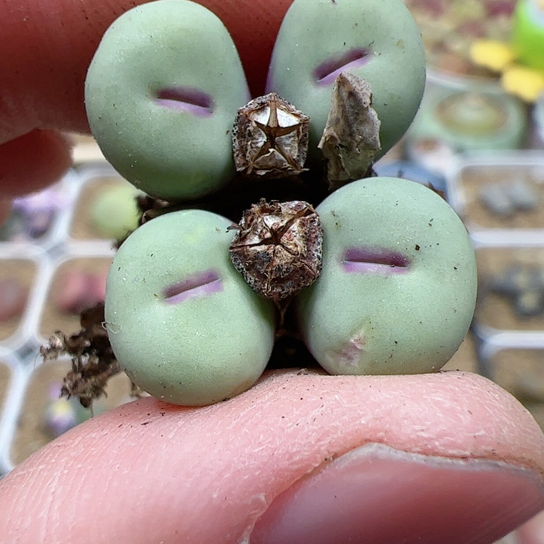 【闪购商品】277 双12福利