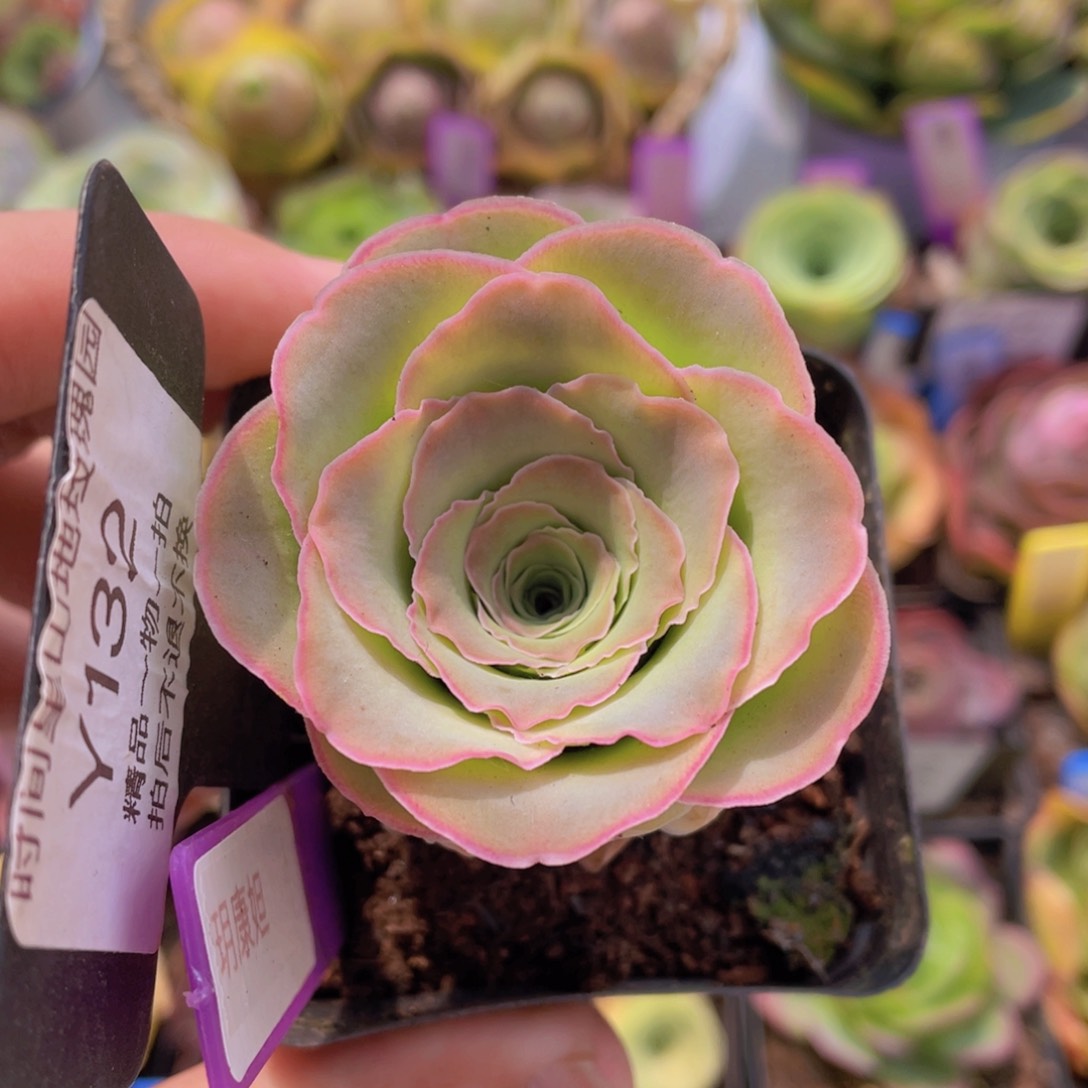 玥康妲多肉132一物一拍