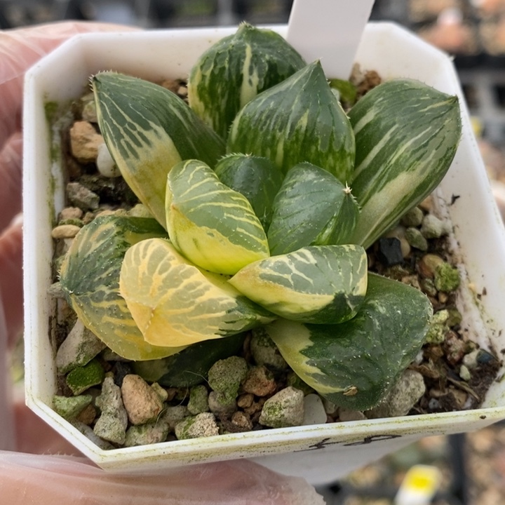 732号玉露寿锦多肉植物