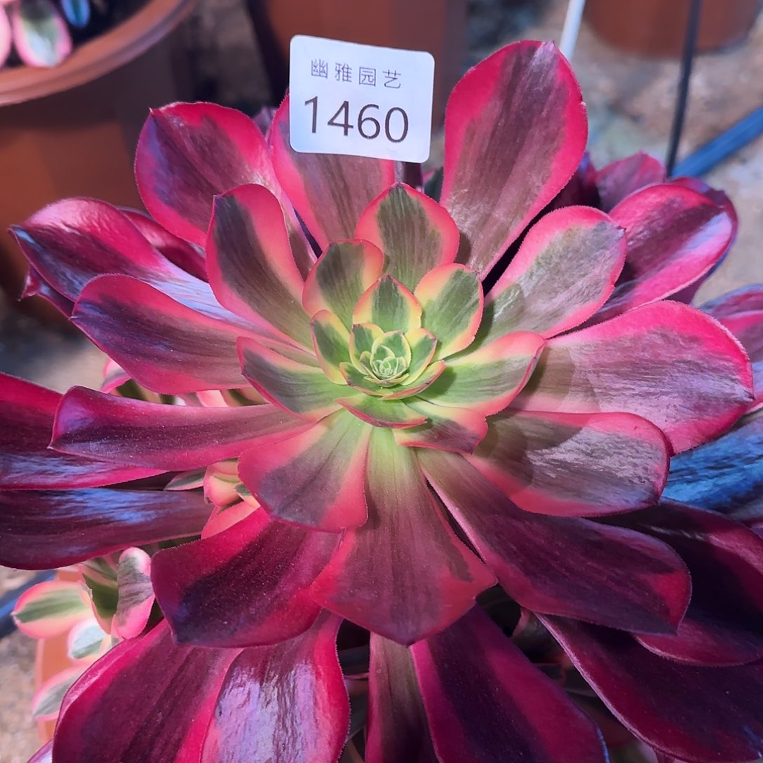 多肉植物美杜莎1460