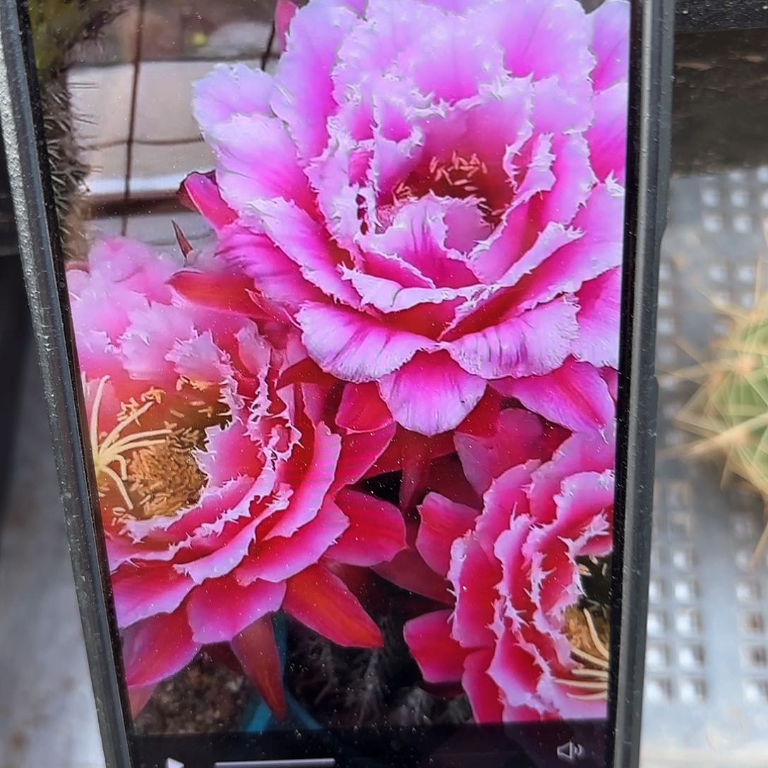 七仙女毛侧牙20包邮仙人球25