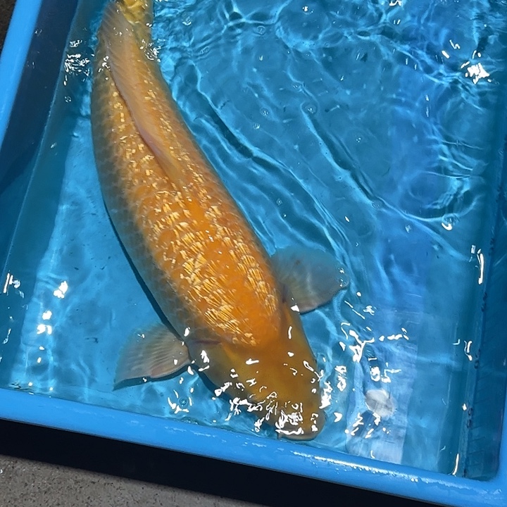 海水鱼赤目芒果介子