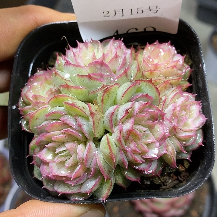 【闪购商品】云462号