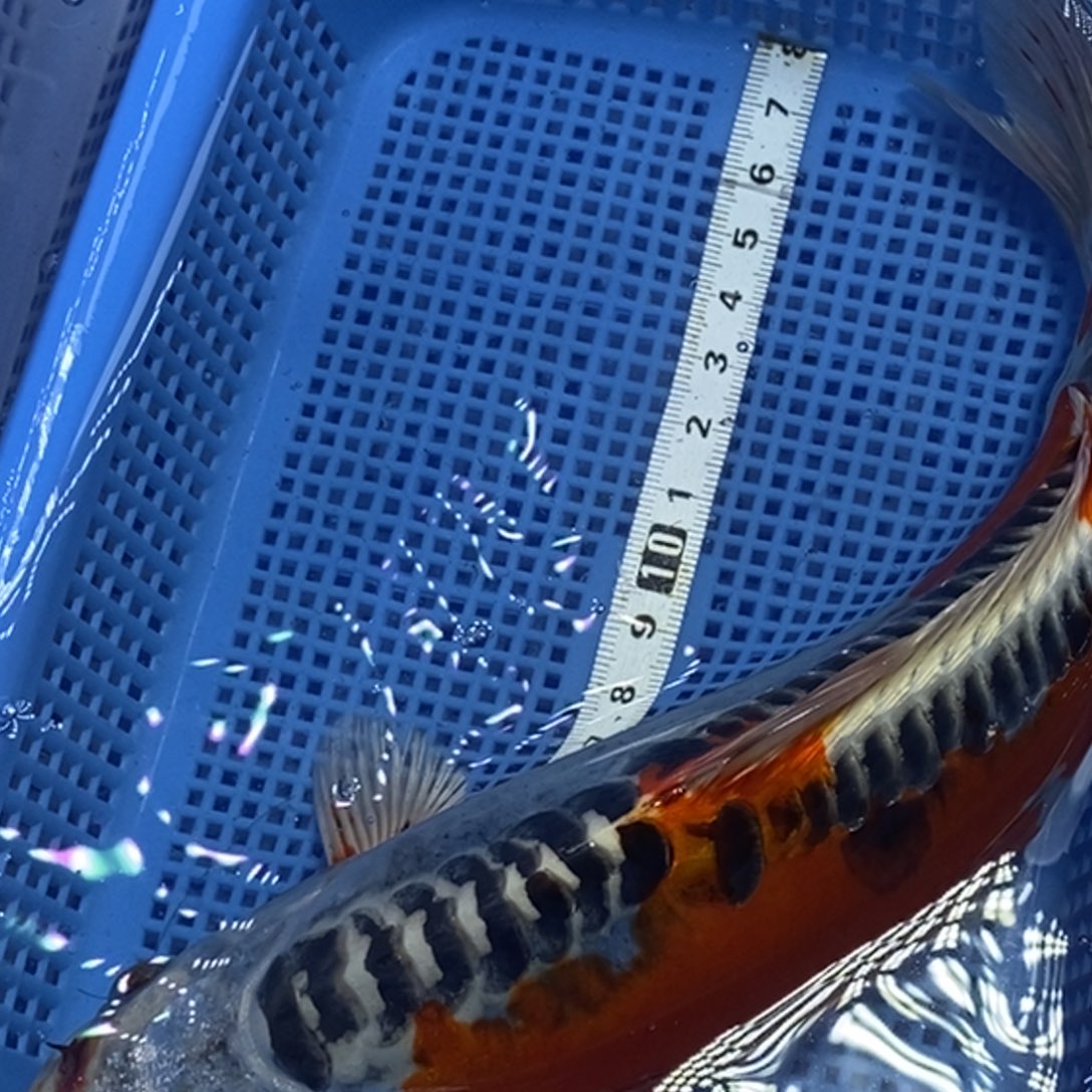 锦鲤冷水锦鲤包邮