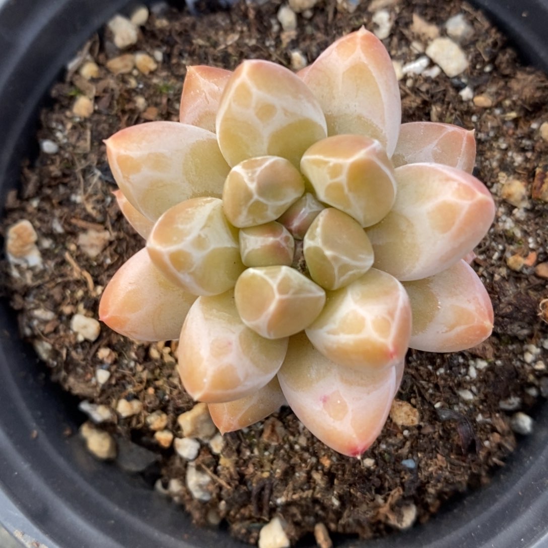 自助下单多肉下滑链接更多品种-格劳红