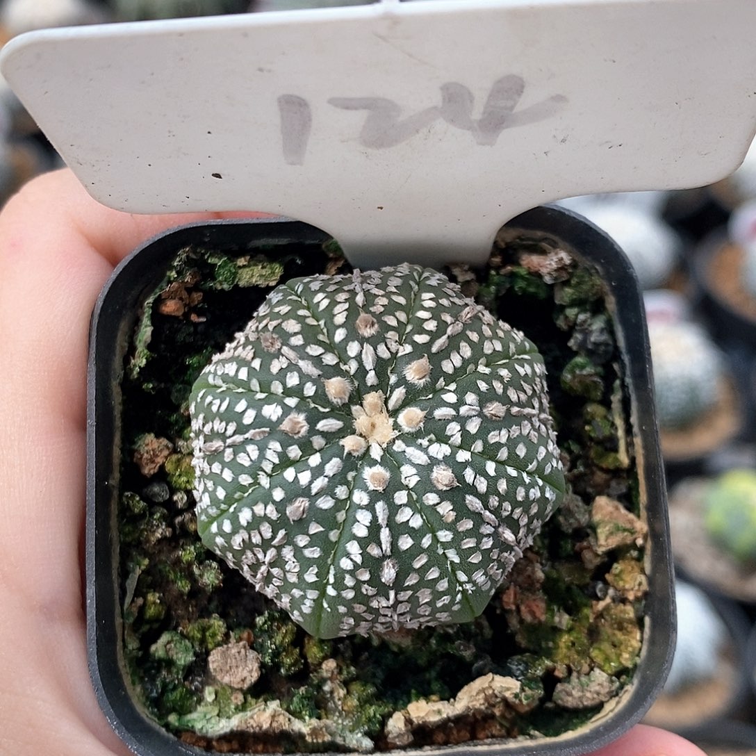 124奇迹兜系列的产品