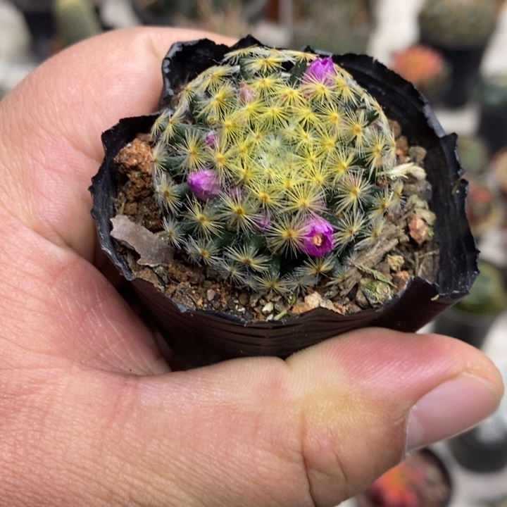 实生明星特价福利