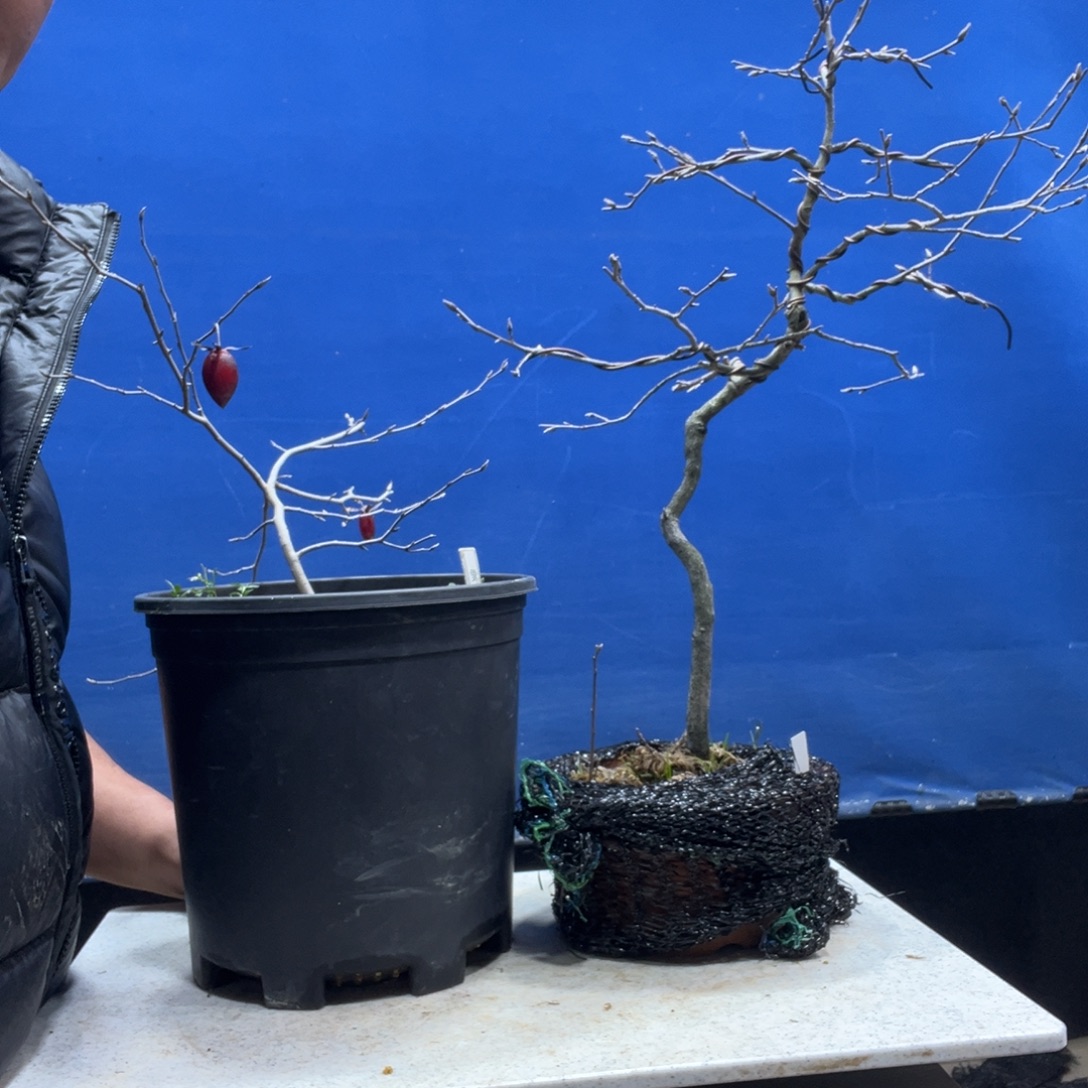 无花朵858555888888