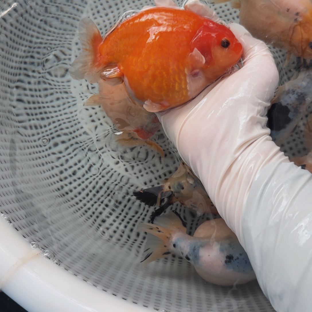 金鱼023大体兰寿压成