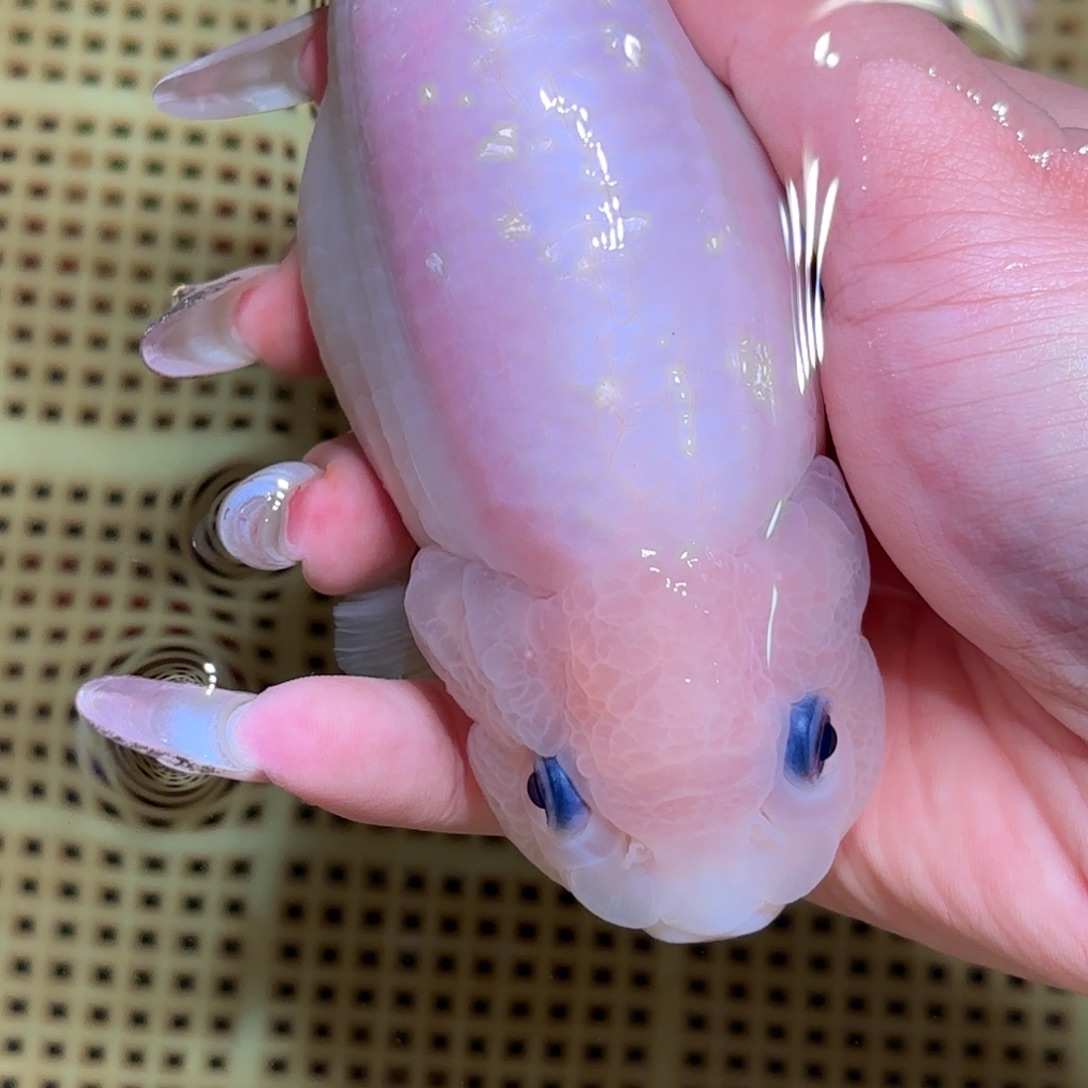 养***于金鱼拍包装包邮，不拍包装运费到付