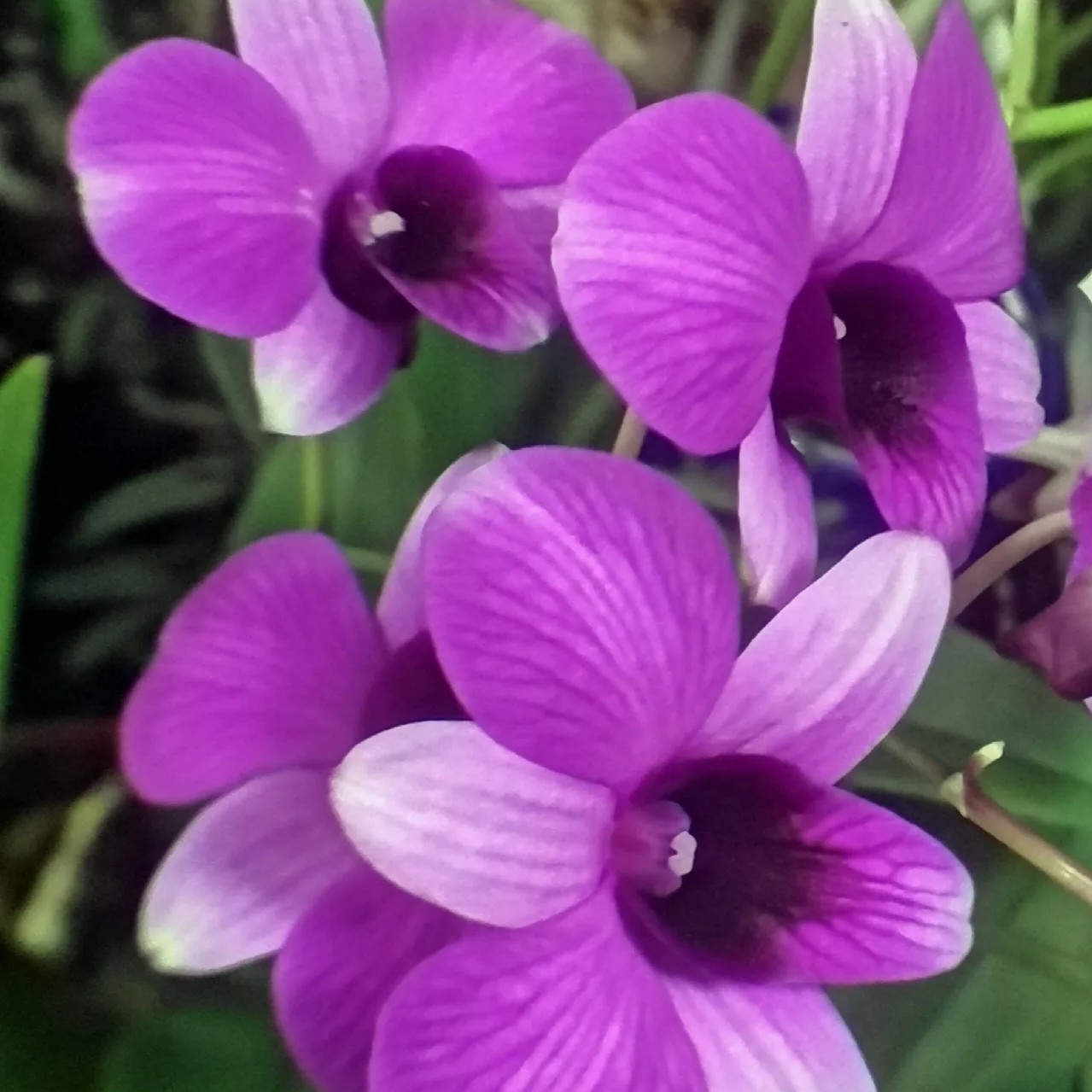 珊瑚（矮种）秋石斛盆栽花卉绿植适宜室内外种植生长易修剪