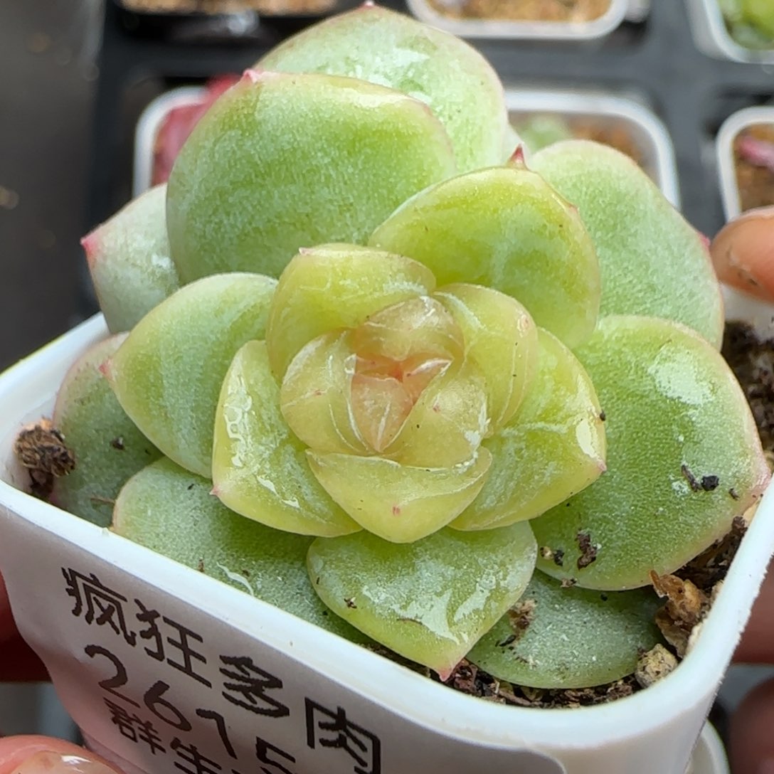 一物一拍谪仙26150