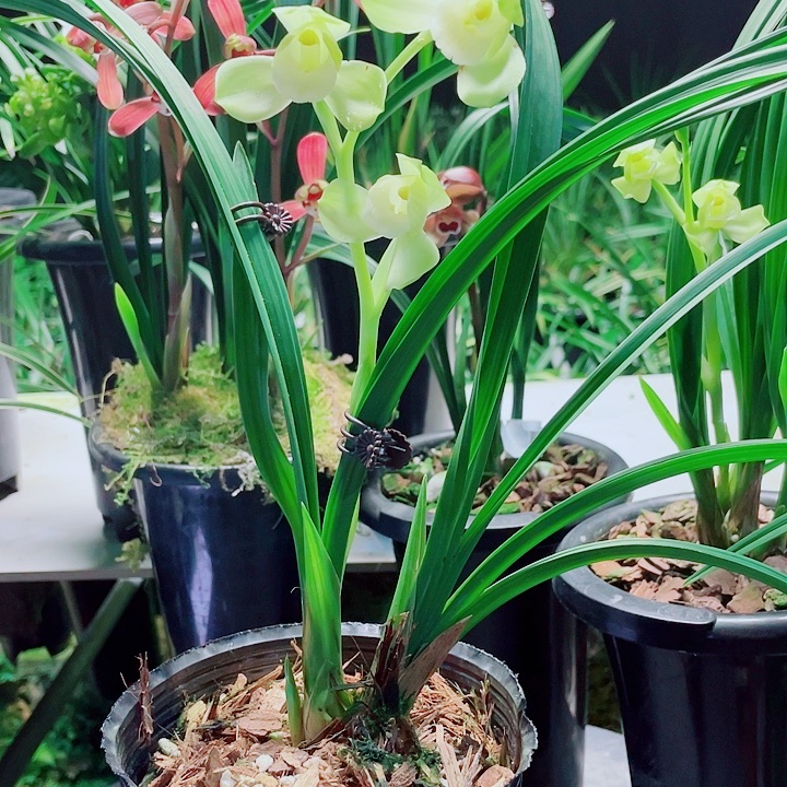 北***宸完全开放一物一漂亮