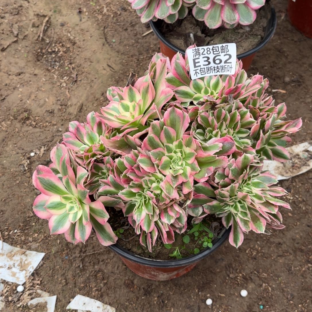 M.   362女巫最多肉。cede