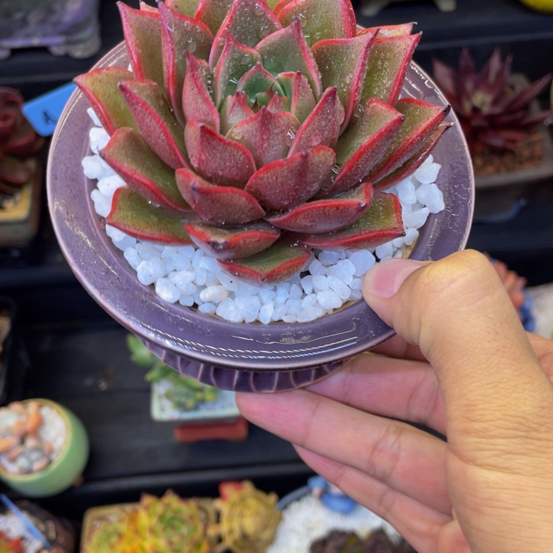 多肉植物盆栽多肉植物
