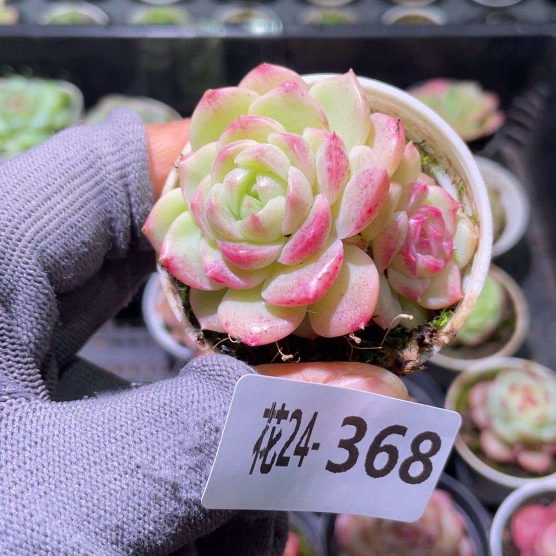 花利美24-368新品