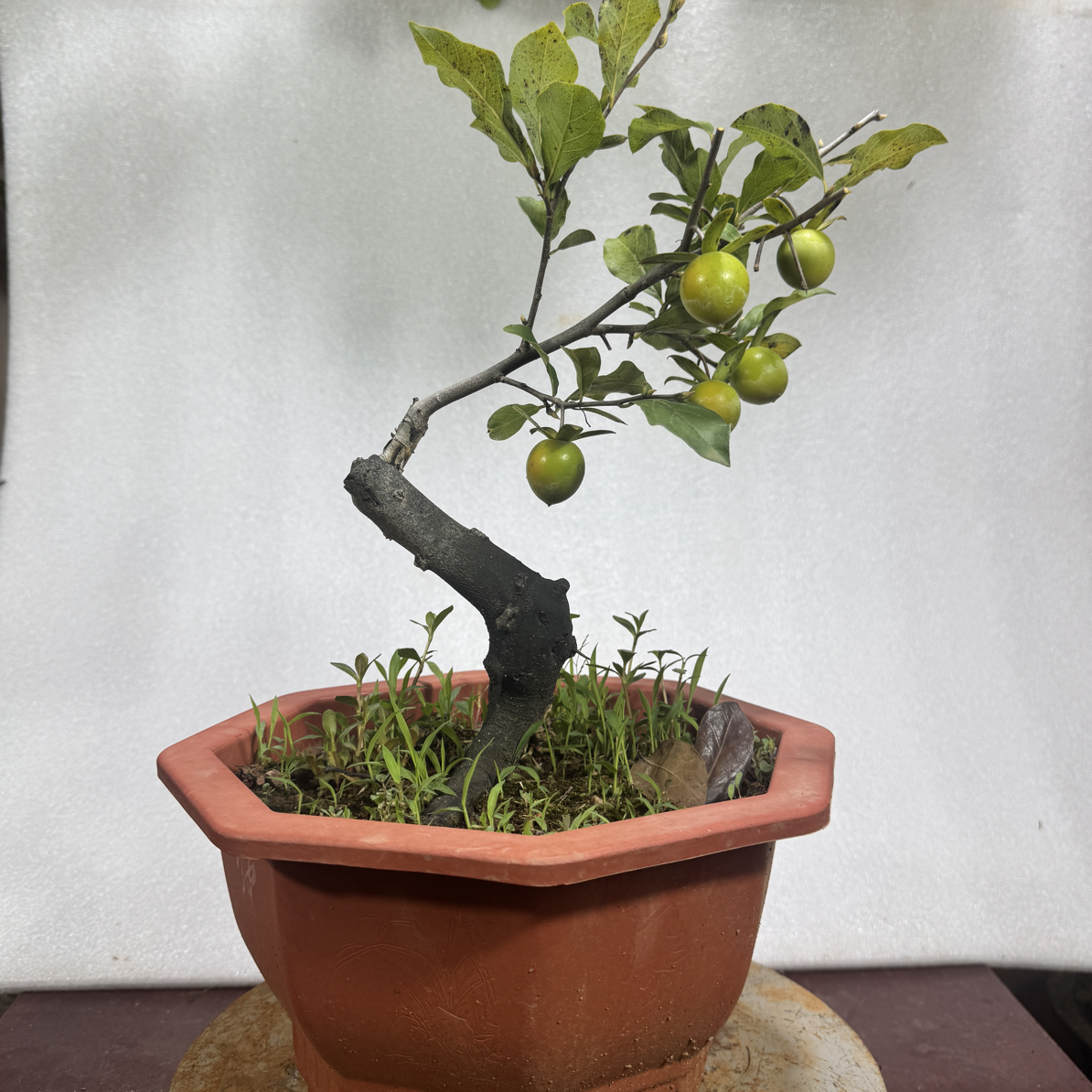 老鸭柿地栽苗一物一拍