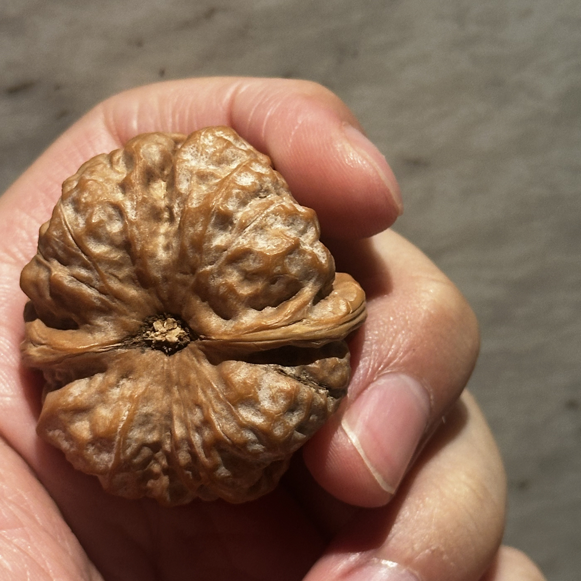 卖核桃的马弟成熟度无敌