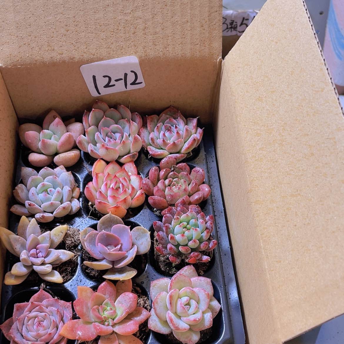 【闪购商品】12颗-12