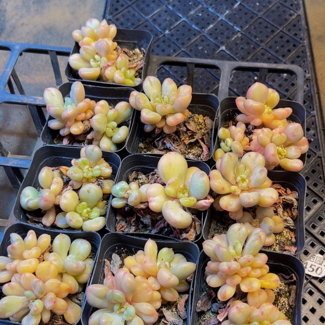 105多肉植物的生长发育和