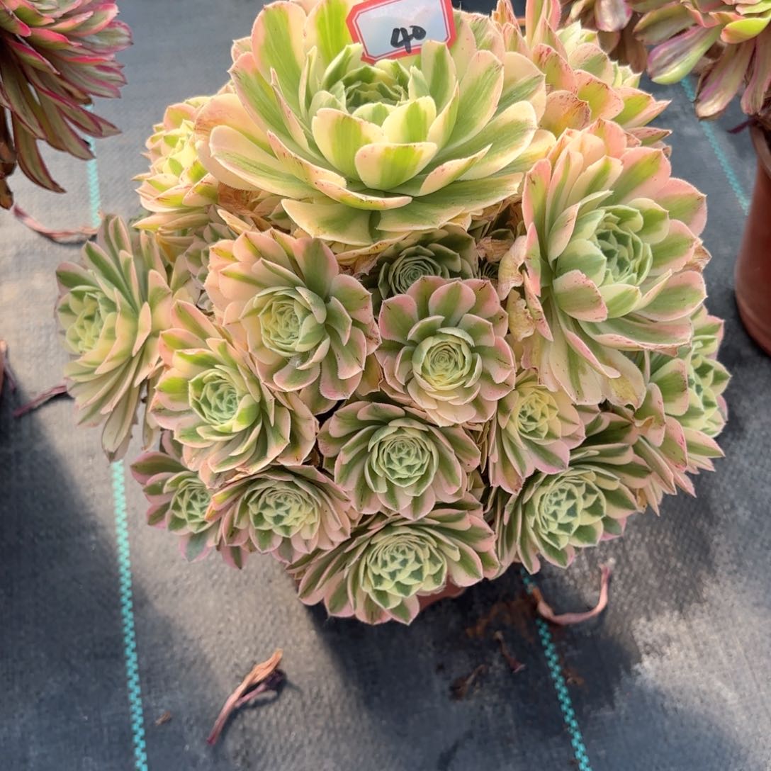 无花朵40迈巴赫多肉植物