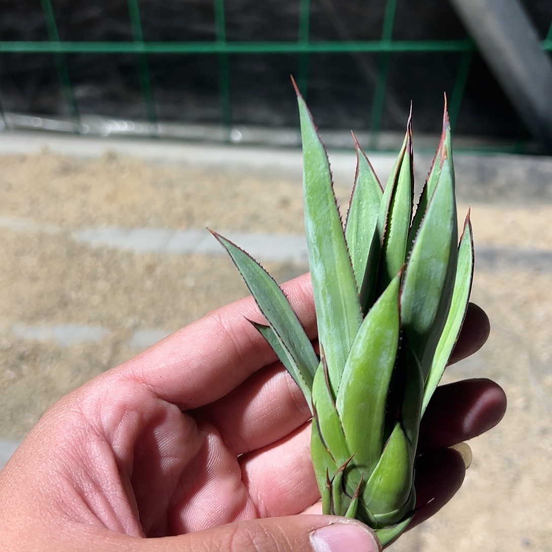 红边天际线龙舌兰单芽