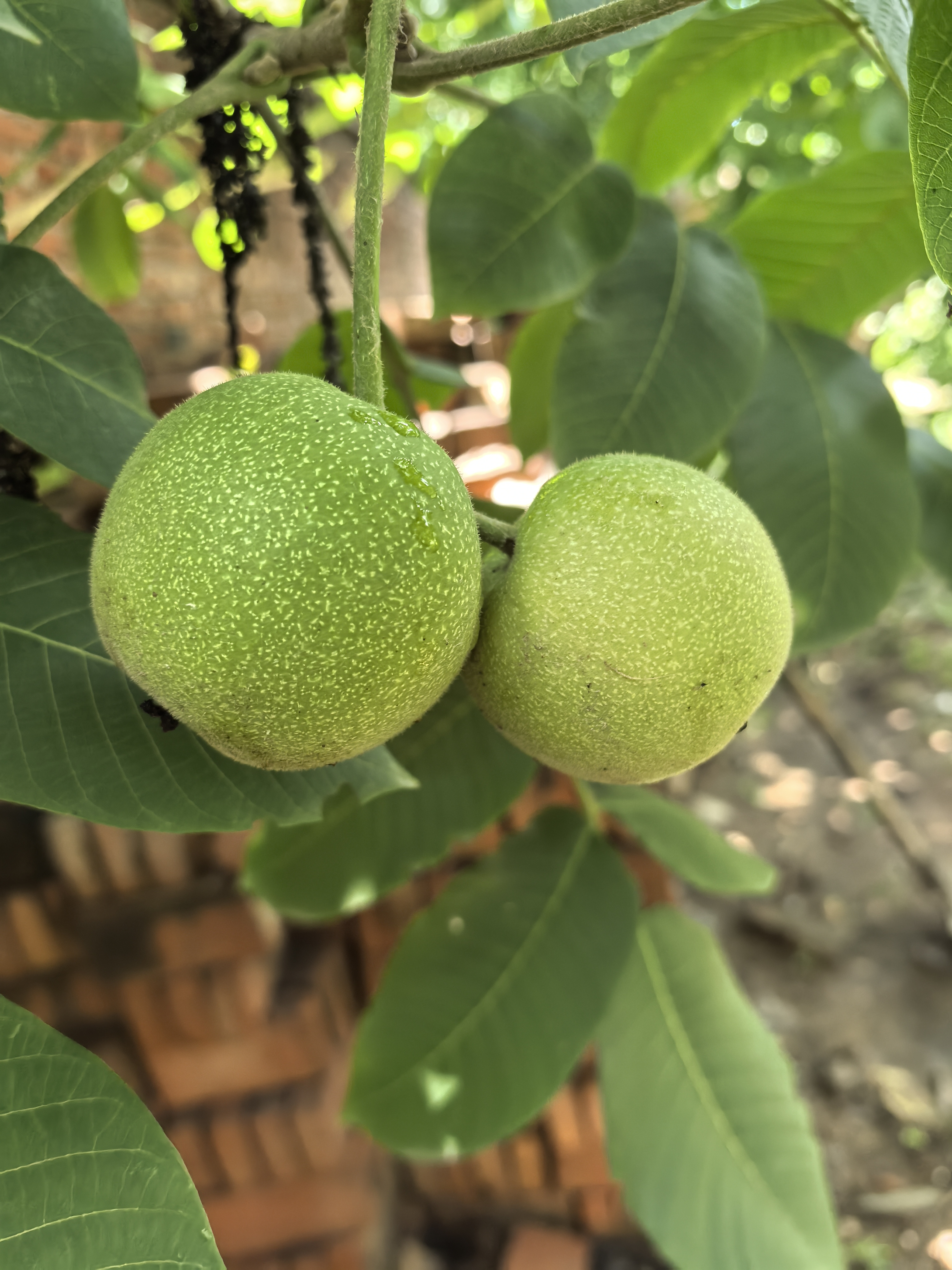 文玩核桃青皮果成熟嘎嘎好