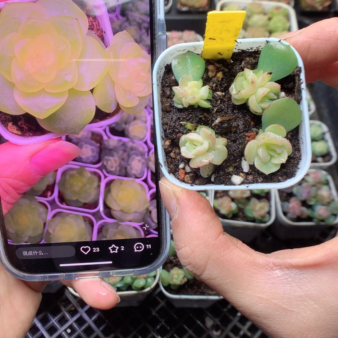 无花朵谪仙甜心4颗一组yyyyy