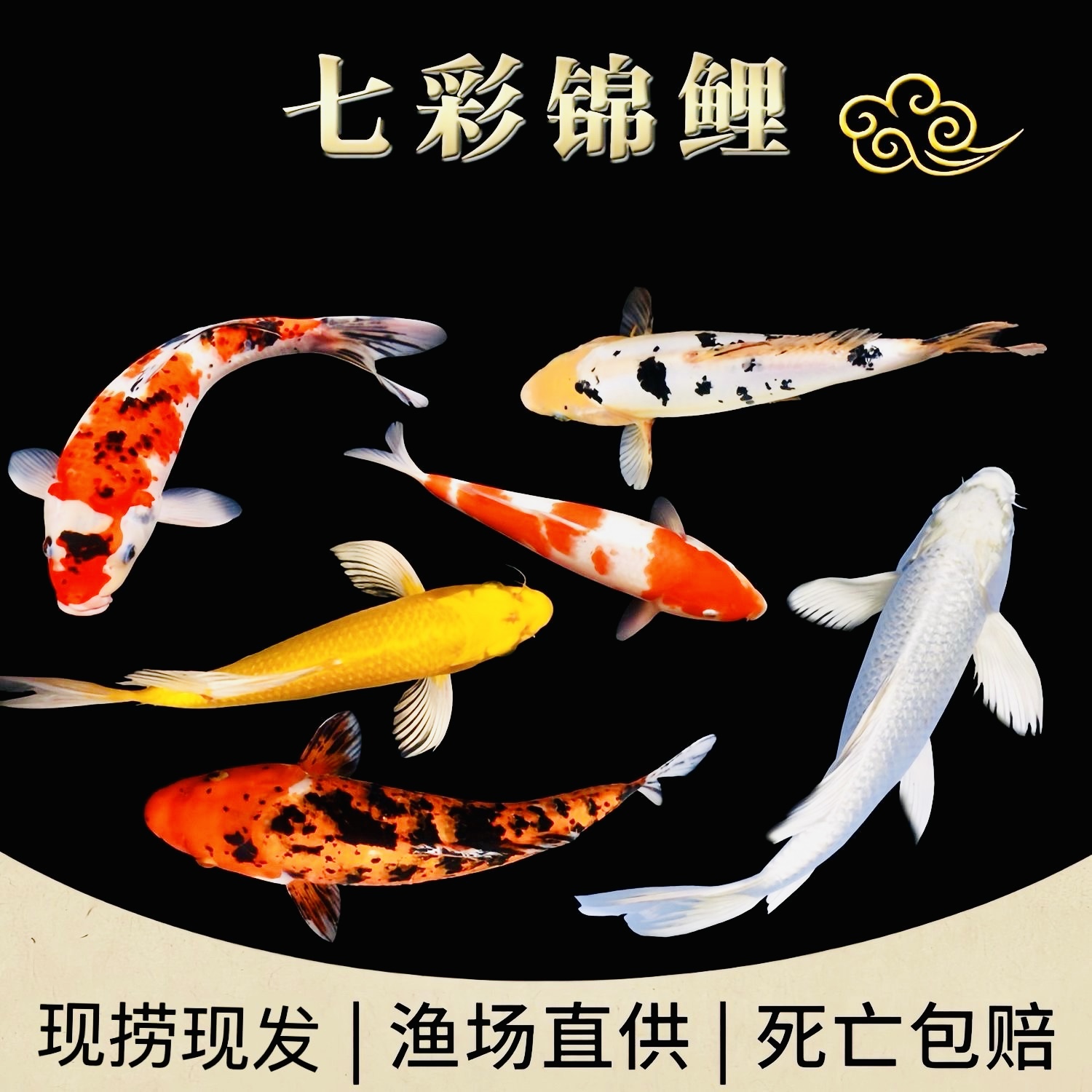 大号11-16厘15条锦鲤三色红白大正昭和冷水观赏鱼好养耐活渔场发