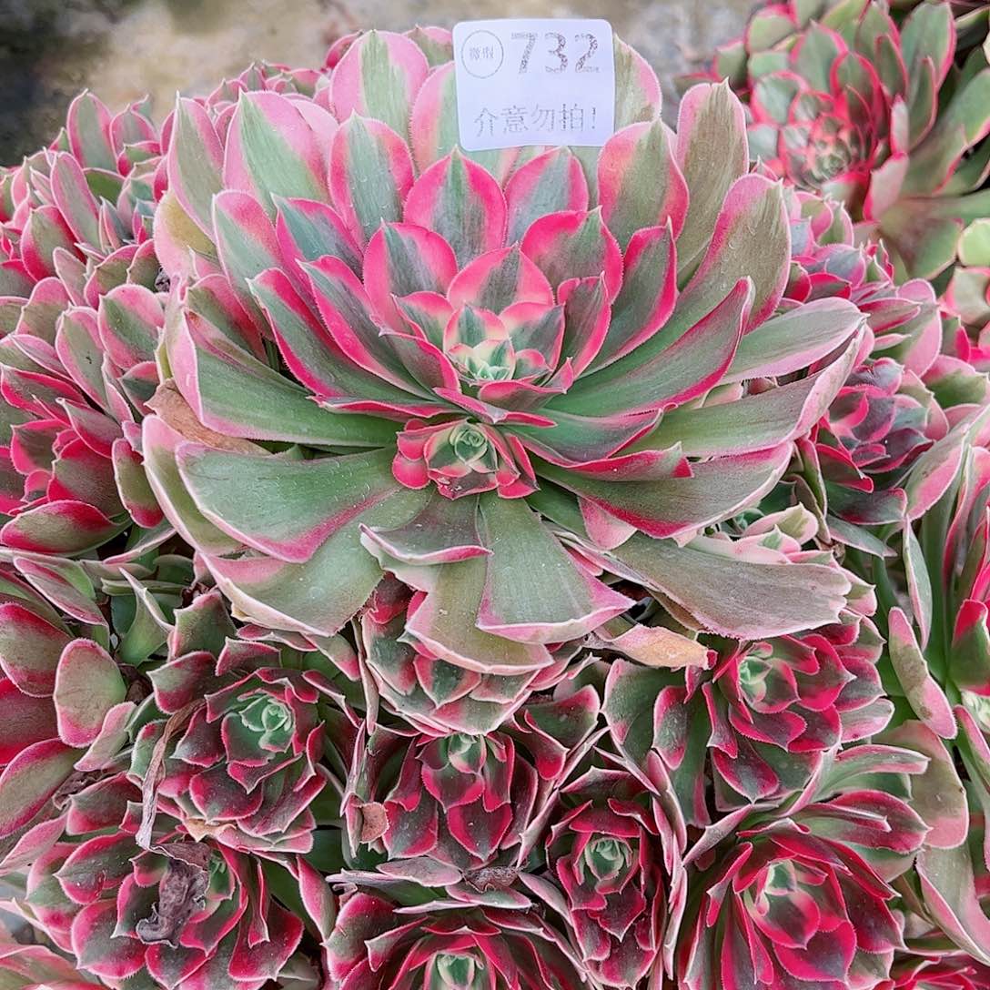 无花朵Z****7多肉植物花样年华732