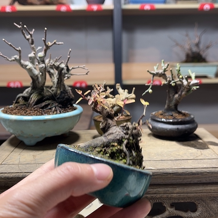 风***开无花朵雀梅盆景老庄盆景
