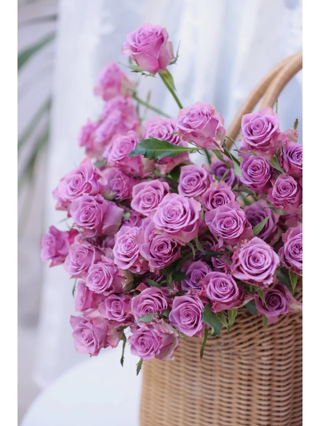 【紫霞仙子】多头玫瑰   一单也包邮  云南昆明斗南基地直发