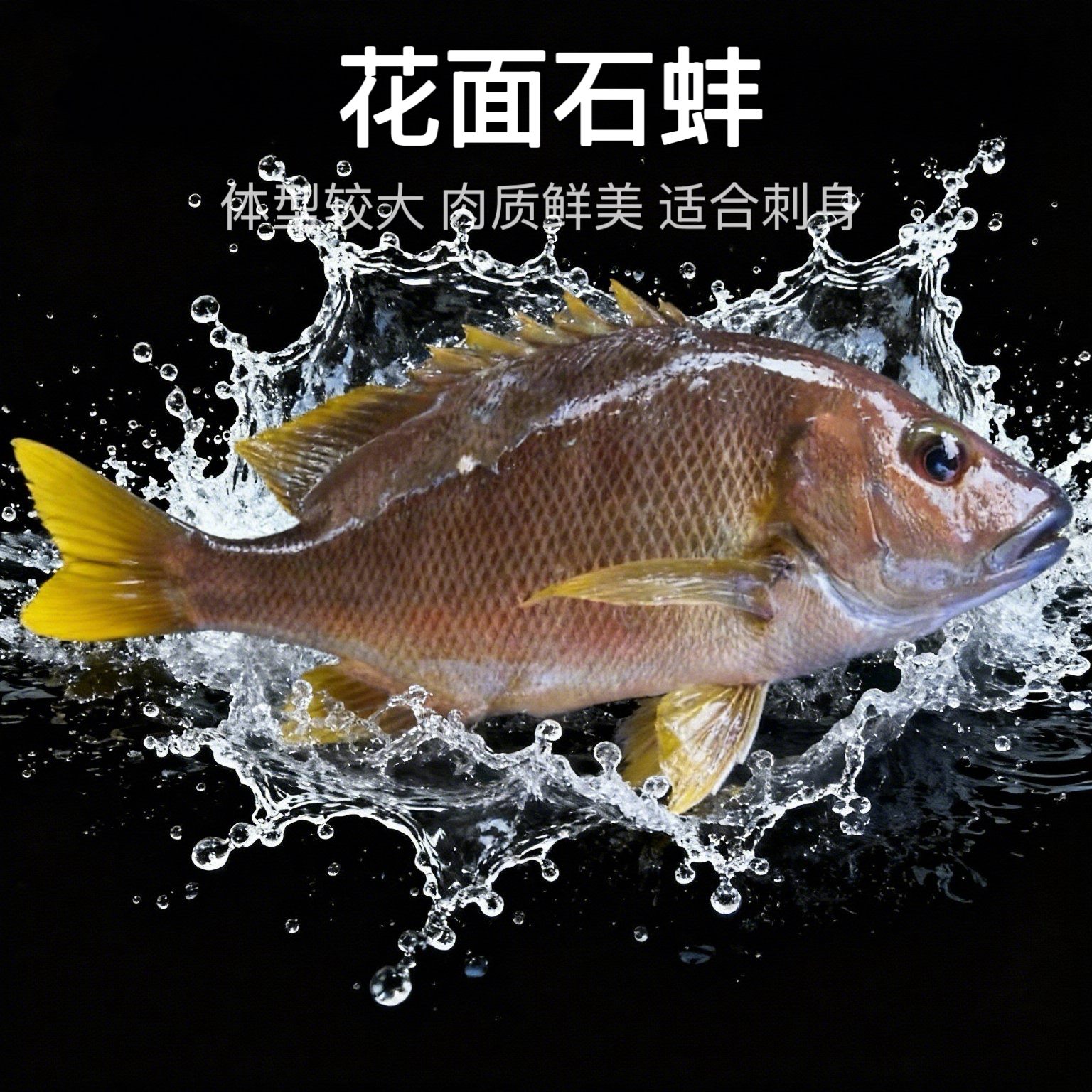 花面石蚌鱼花脸石蚌海底鸡蓝点笛鲷鱼