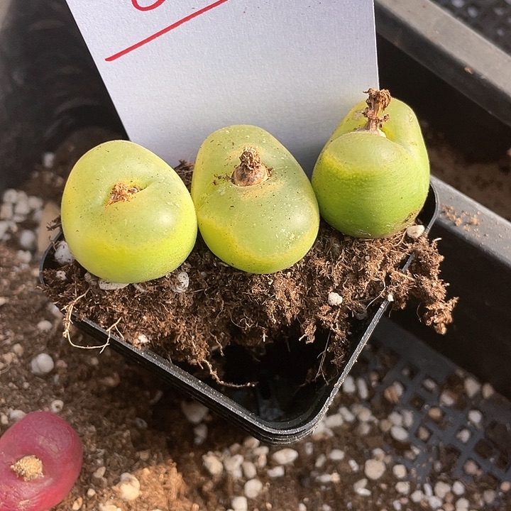 平*806。 三颗巨大绿毛。  