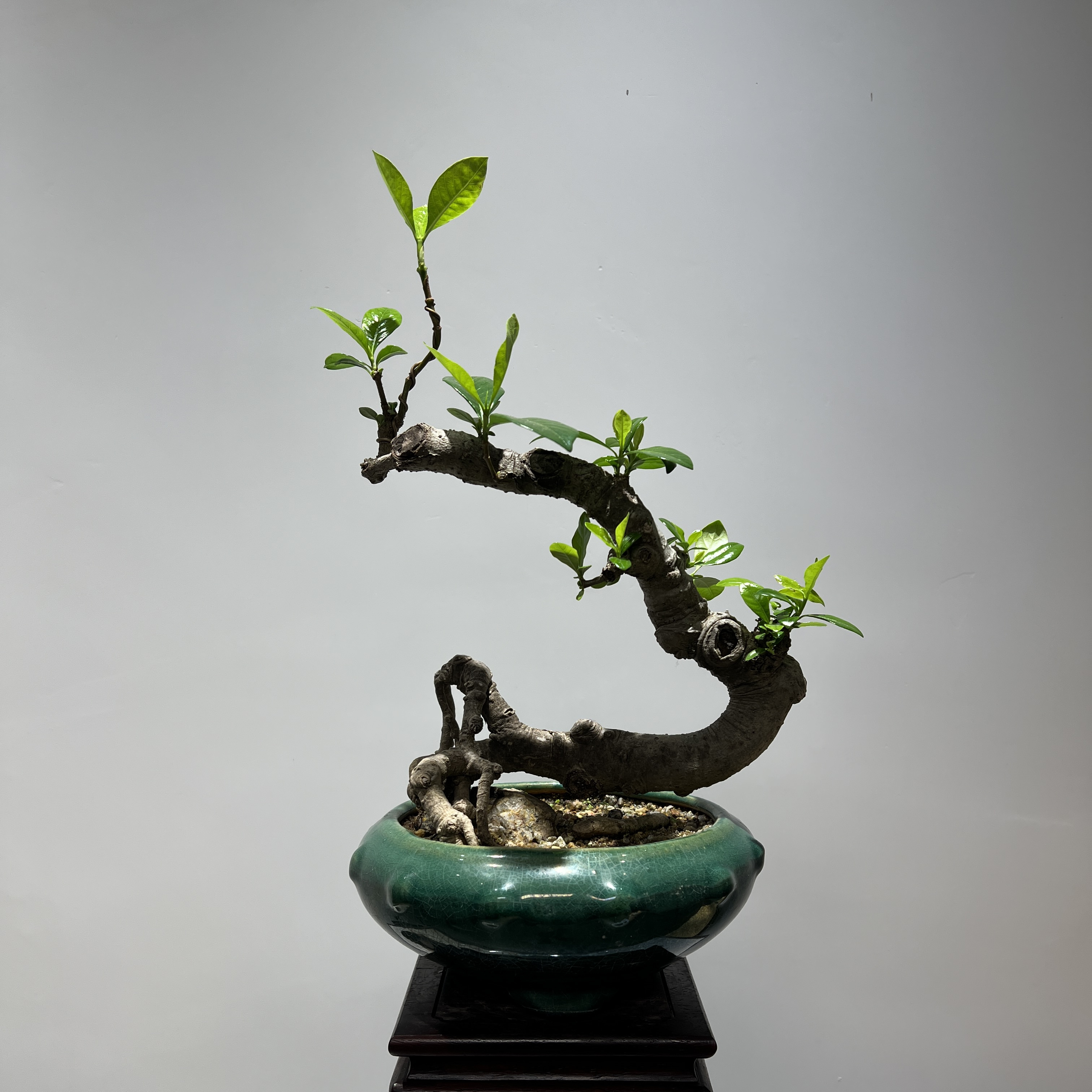 海岛栀子花 - 天然怪桩老桩精品盆景