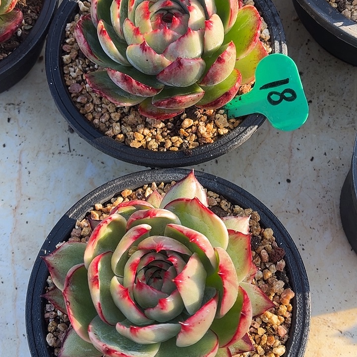 惊鸿仙子一物一拍，2颗