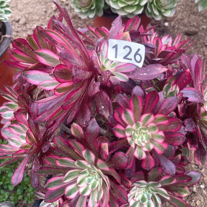 126多肉植物黑铜白